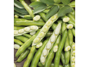 Bunyards Exhibition Broad Bean (1/2 pint)
